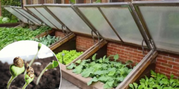 Как сделать холодный парник: ТОП-5 простых советов