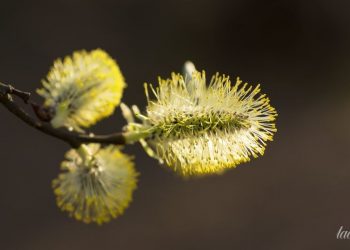 Гороскоп на 16 марта для всех знаков Зодиака