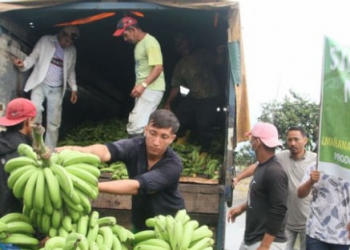 Россия может остаться без бананов