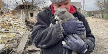 В разрушенном доме выжил только кот