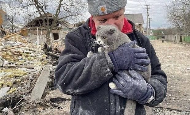 В разрушенном доме выжил только кот