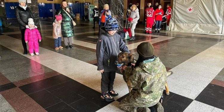 Кинологи с собаками помогают детям пережить стресс