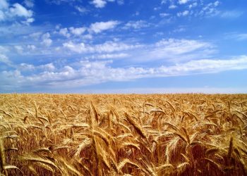 Украина обеспечена продовольствием до конца 2023 года