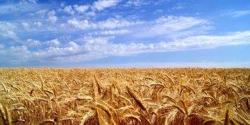 Украина обеспечена продовольствием до конца 2023 года