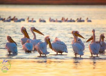 Одесскую область прилетели розовые пеликаны