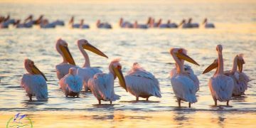 Одесскую область прилетели розовые пеликаны