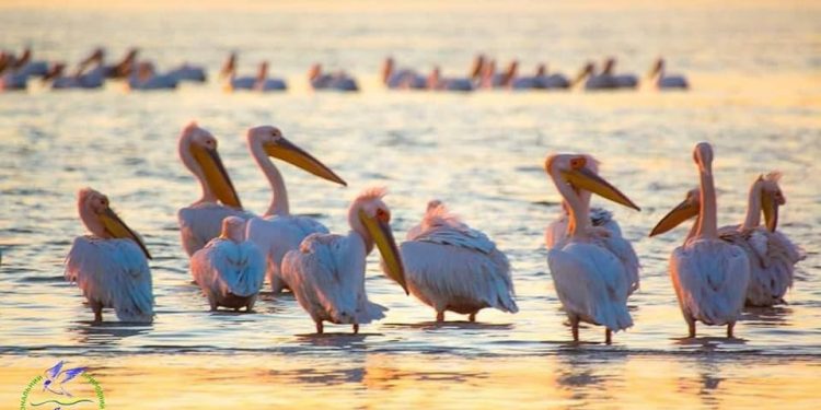 Одесскую область прилетели розовые пеликаны
