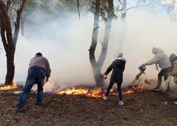 Российская армия уничтожает лесополосы в Энергодаре