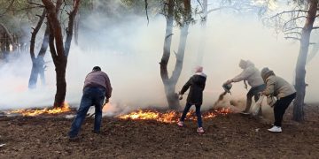 Российская армия уничтожает лесополосы в Энергодаре