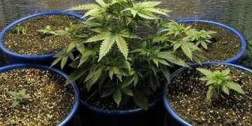 Развел дома запрещенный огород