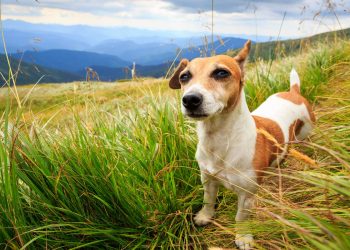 Собаки каких пород живут дольше всего
