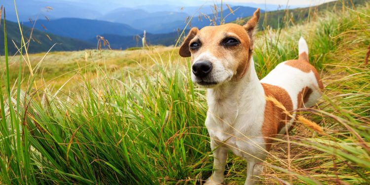 Собаки каких пород живут дольше всего