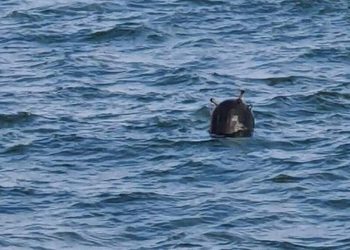 Дрейфующая мина обнаружена в Черном море