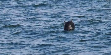 Дрейфующая мина обнаружена в Черном море