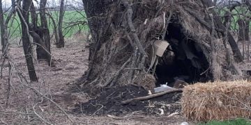 Российские солдаты жили в дупле