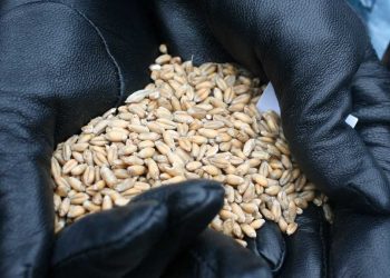 Давят гусеницами и смешивают с землей