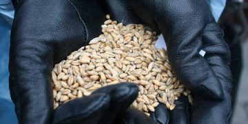 Давят гусеницами и смешивают с землей