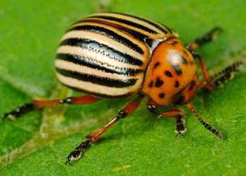 В Молдове запретили Георгиевскую ленточку