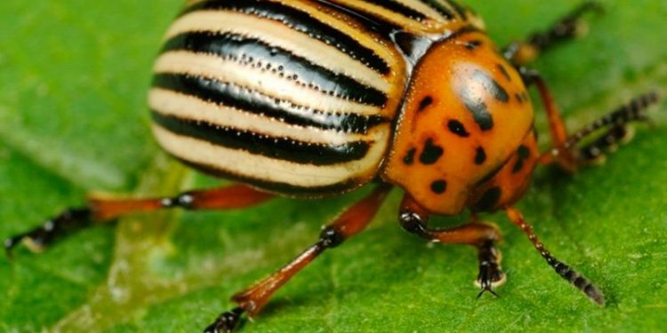 В Молдове запретили Георгиевскую ленточку