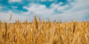Пути избежать продовольственного кризиса
