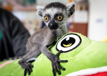 Как живут звери в зоопарке