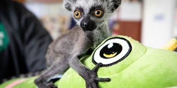 Как живут звери в зоопарке