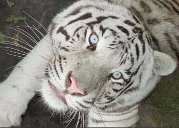 Из экопарка эвакуировали белого тигра