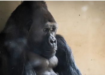 Горилла в зоопарке подсела на смартфон