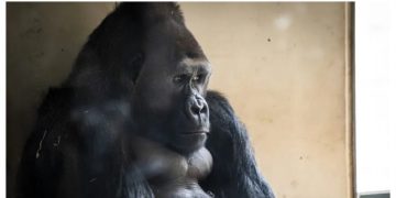 Горилла в зоопарке подсела на смартфон