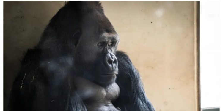 Горилла в зоопарке подсела на смартфон