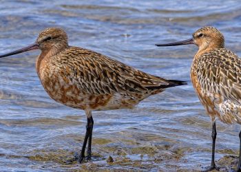 Птица, которая может пролетать более 11 тысяч км