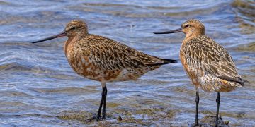 Птица, которая может пролетать более 11 тысяч км