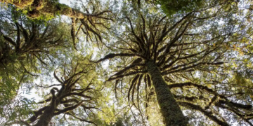 В Чили обнаружили самое старое дерево в мире