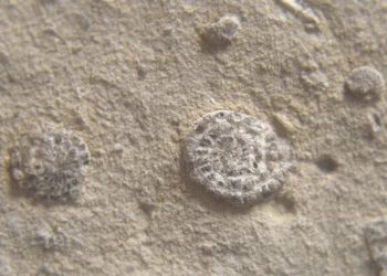 В древнем кристалле обнаружена жизнь!