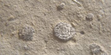 В древнем кристалле обнаружена жизнь!