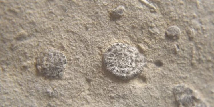 В древнем кристалле обнаружена жизнь!