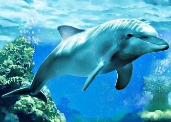 Ученые выяснили, что дельфины занимаются самолечением