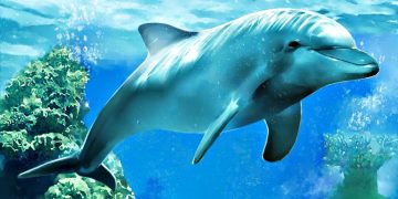 Ученые выяснили, что дельфины занимаются самолечением