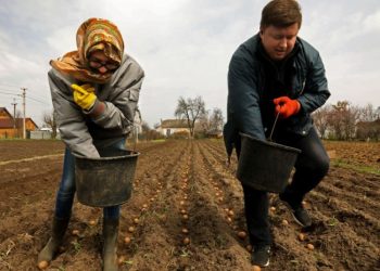 Стране грозит дефицит картофеля в этом году