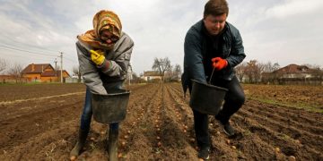 Стране грозит дефицит картофеля в этом году