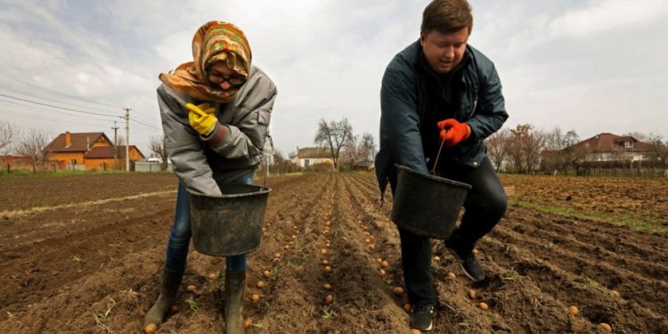 Стране грозит дефицит картофеля в этом году