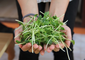 Первое в мире растение, выращенное в лунном грунте