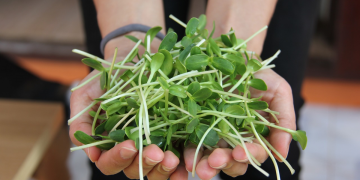 Первое в мире растение, выращенное в лунном грунте