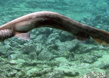 В Португалии рыбаки поймали редкую акулу