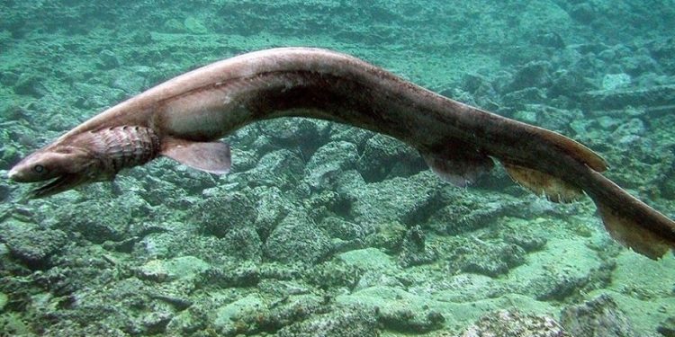 В Португалии рыбаки поймали редкую акулу