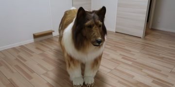 Японец превратил себя в собаку