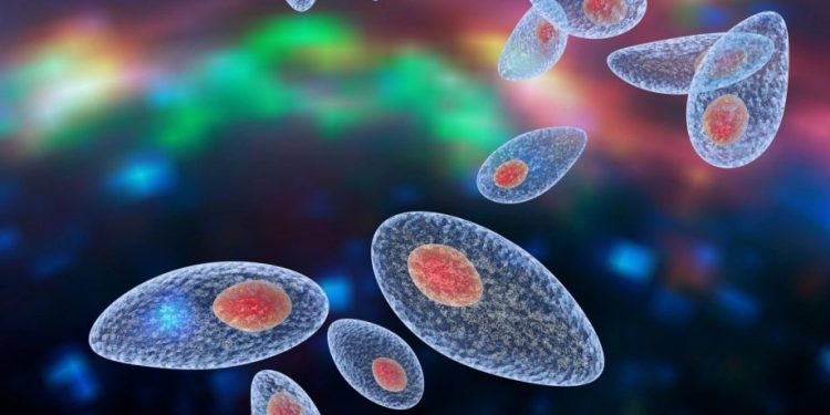 Этим паразитом заражено до 50% населения!