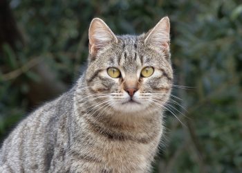 Владельцы кошек находятся в группе риска!