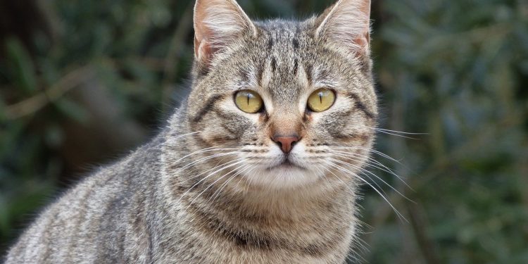 Владельцы кошек находятся в группе риска!