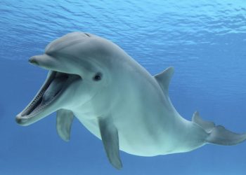 Оказалось у дельфинов тоже есть диалекты